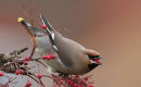 Waxwing